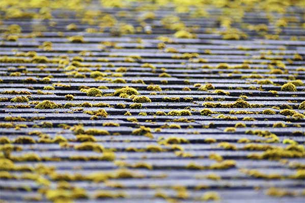 Mohás cseréptető tetőmosás előtt